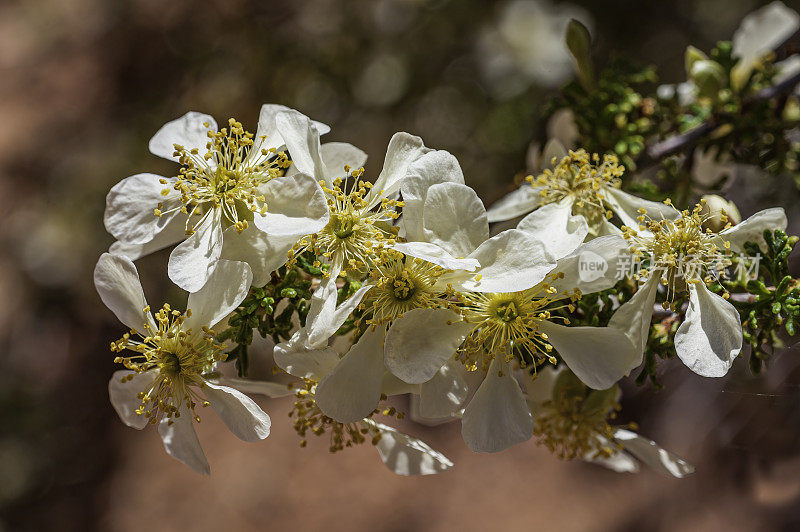 墨西哥cliffrose Cliff-rose;cliffrose;Purshia墨西哥;犹他州国会礁国家公园;蔷薇科的家庭。